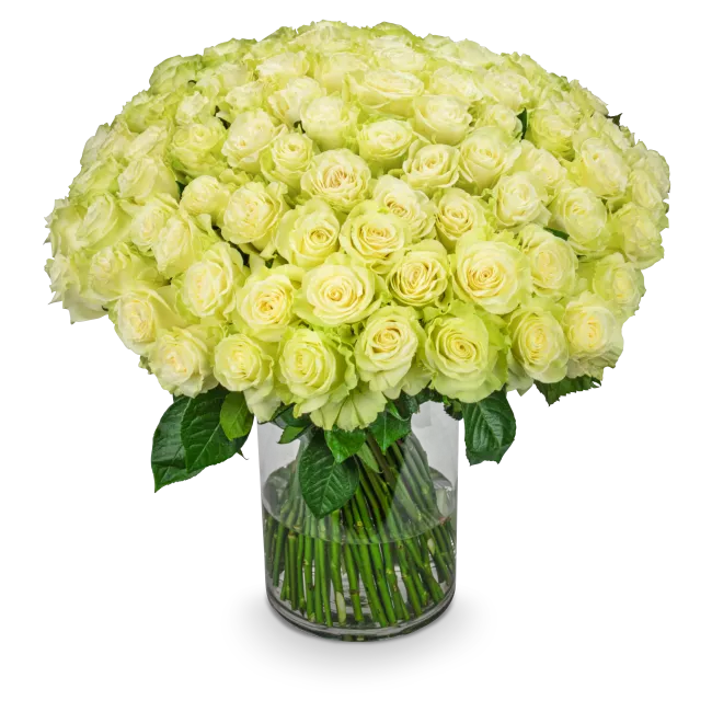 Bouquet of white roses